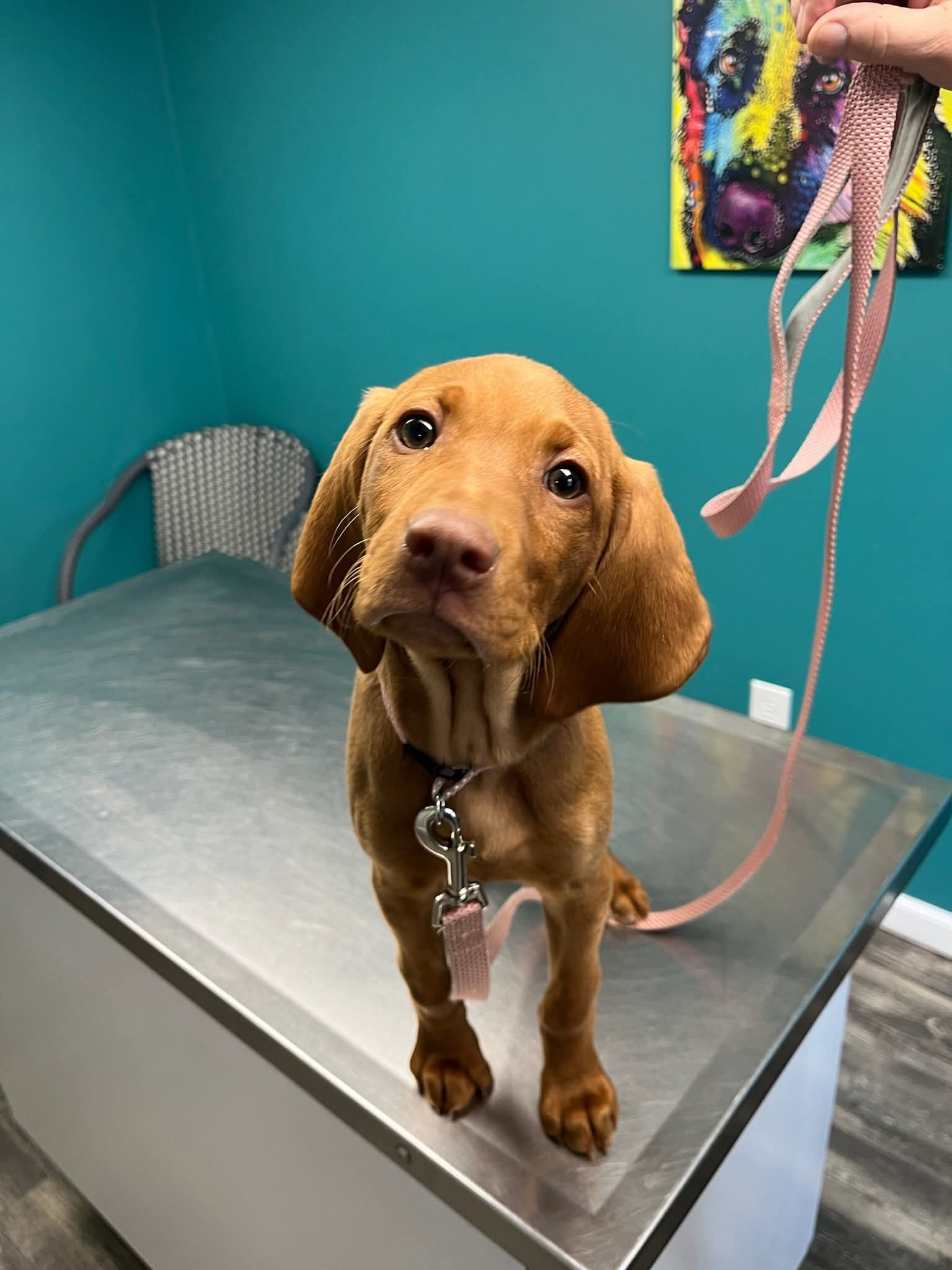 Advanced Digital X-rays Cynthiana, KY 