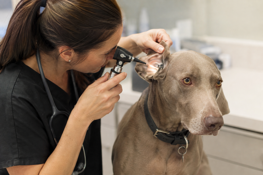 Vet using an illuminated otoscope to inspect a dog's ear canal during an exam