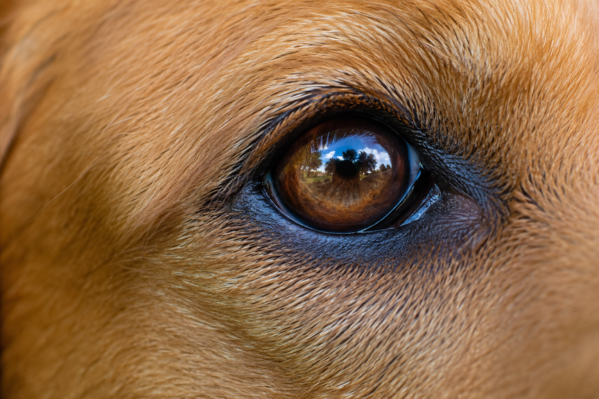Macro photography of a healthy dog's bright, clear eye reflecting natural light